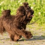 Russian Tsvetnaya Bolonka dog on a walk