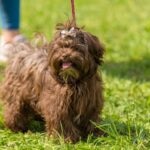 A brown Russian Tsvetnaya Bolonka outside on a leash