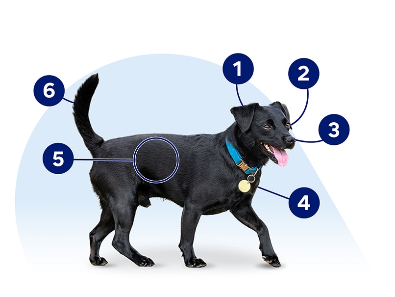 Photo of a Patterdale Terrier