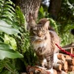 Should I Let My Cat Outside?