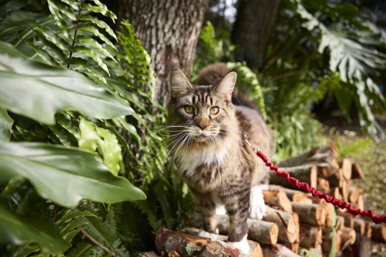 A fluffy brown tabby cat exploring the outdoors on a red leash and harness. Learn whether you should let cats outside.