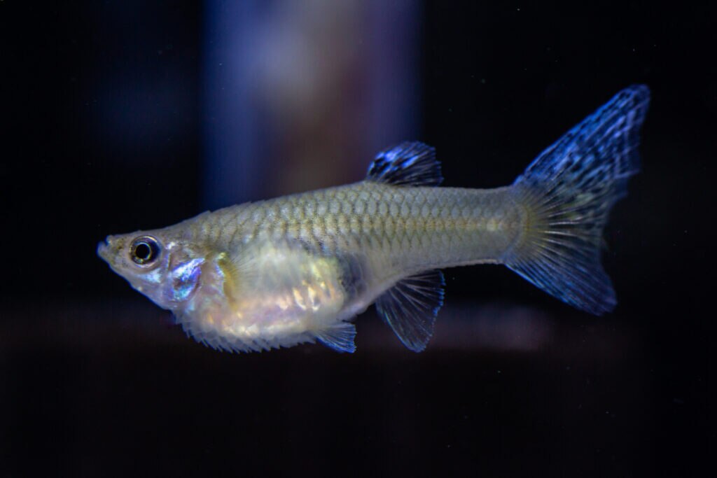 Guppy fish with possible dropsy condition