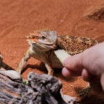Can Bearded Dragons Eat Apples?