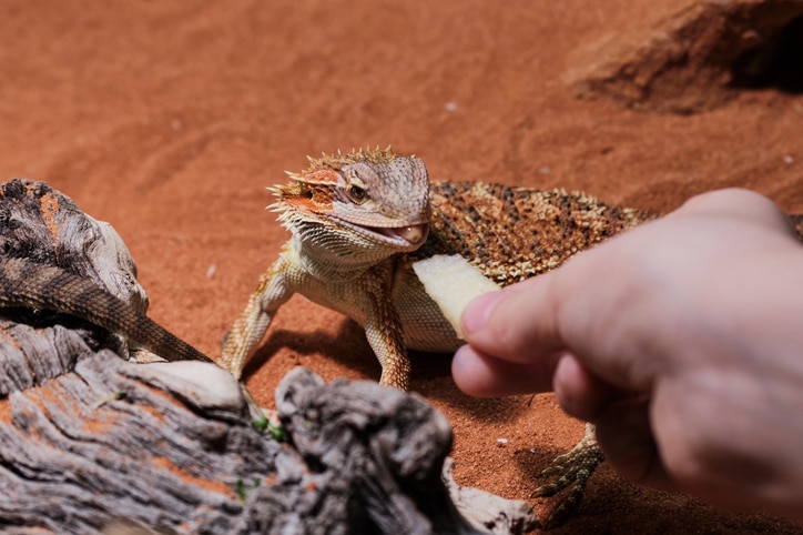 A bearded dragon approaches the hand of a pet parent holding out a small slice of apple.