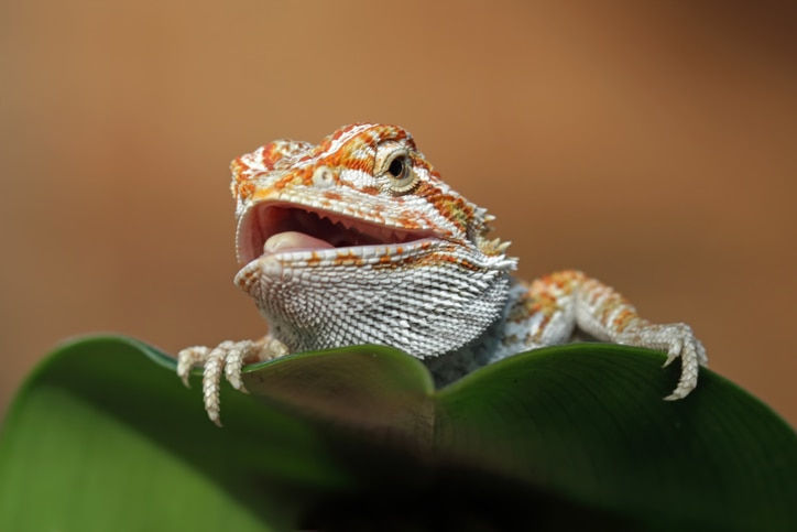 A small bearded dragon props his body onto a large leaf in his enclosure.