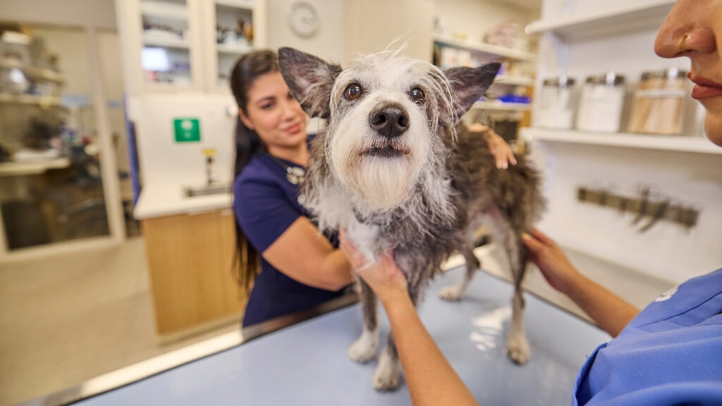 Dog at checkup