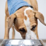 Brewer’s Yeast for Dogs: Use, Safety, and What the Evidence Says