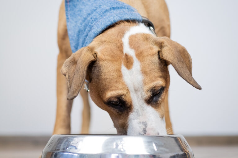 brewers yeast