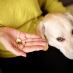 Calcium for Dogs: Benefits, Safety, and When Supplements Make Sense