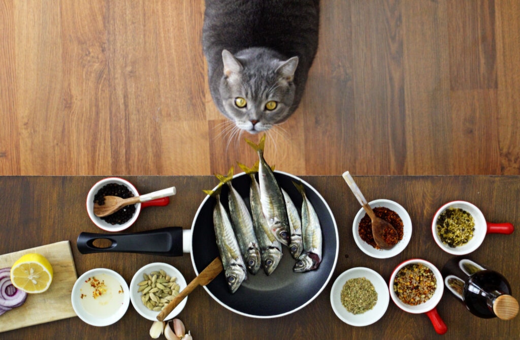 Fish oil is sometimes recommended by vets to manage kidney disease or skin allergies in cats.