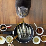 Fish Oil for Cats: Uses, Safety Tips, and What You Need to Know