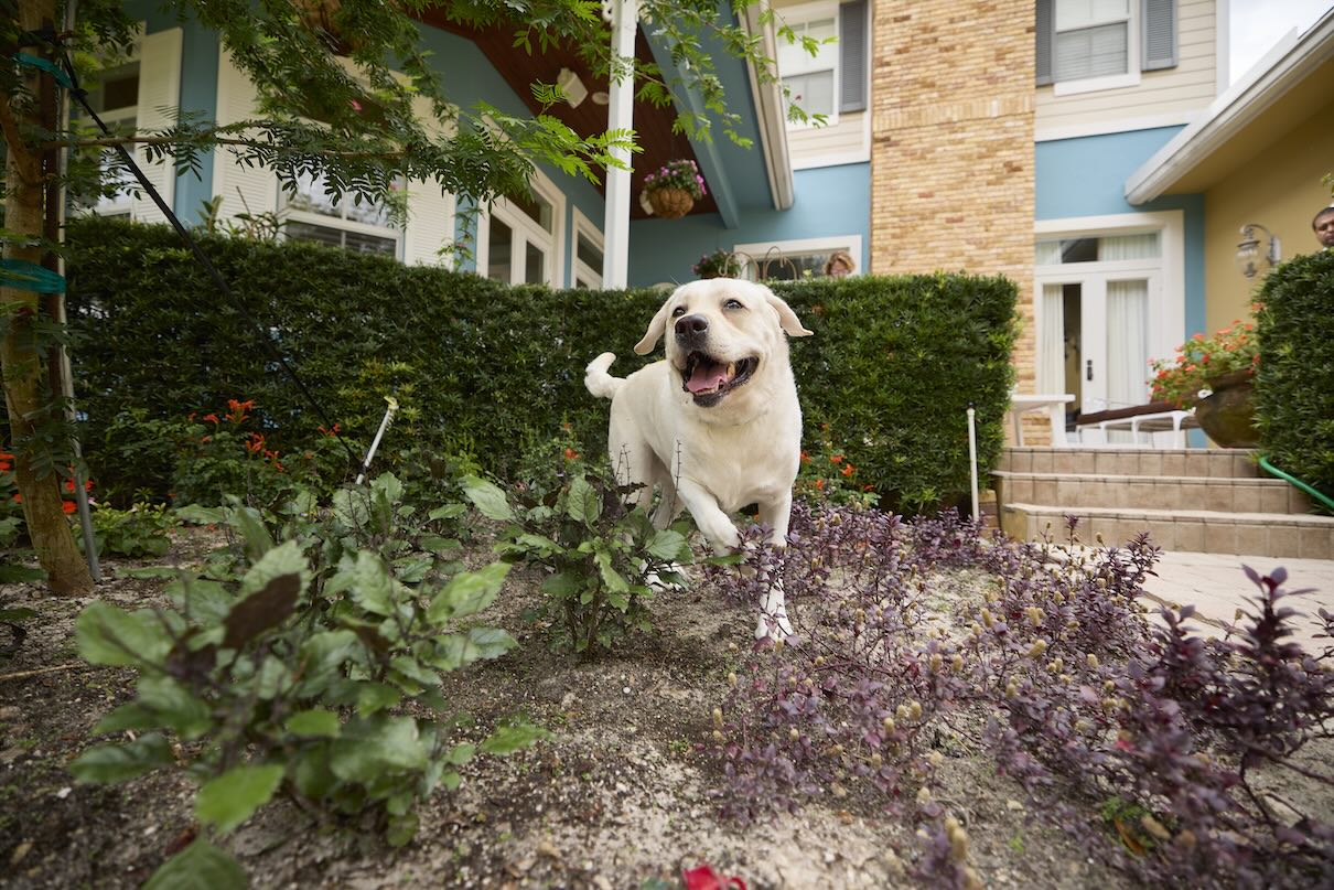 A labrador retriever, one of the most popular dogs, in a garden