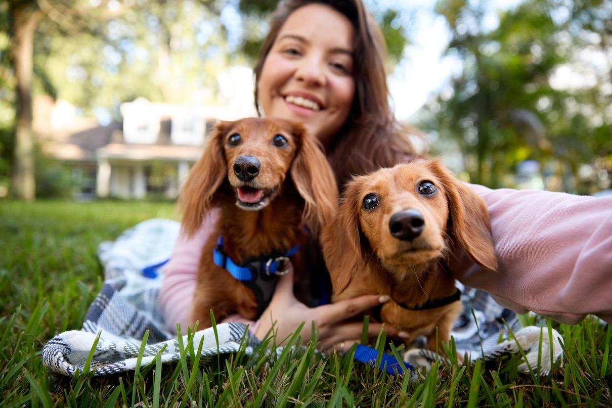 a woman holding two brown dachshunds, one of the most popular dog breeds