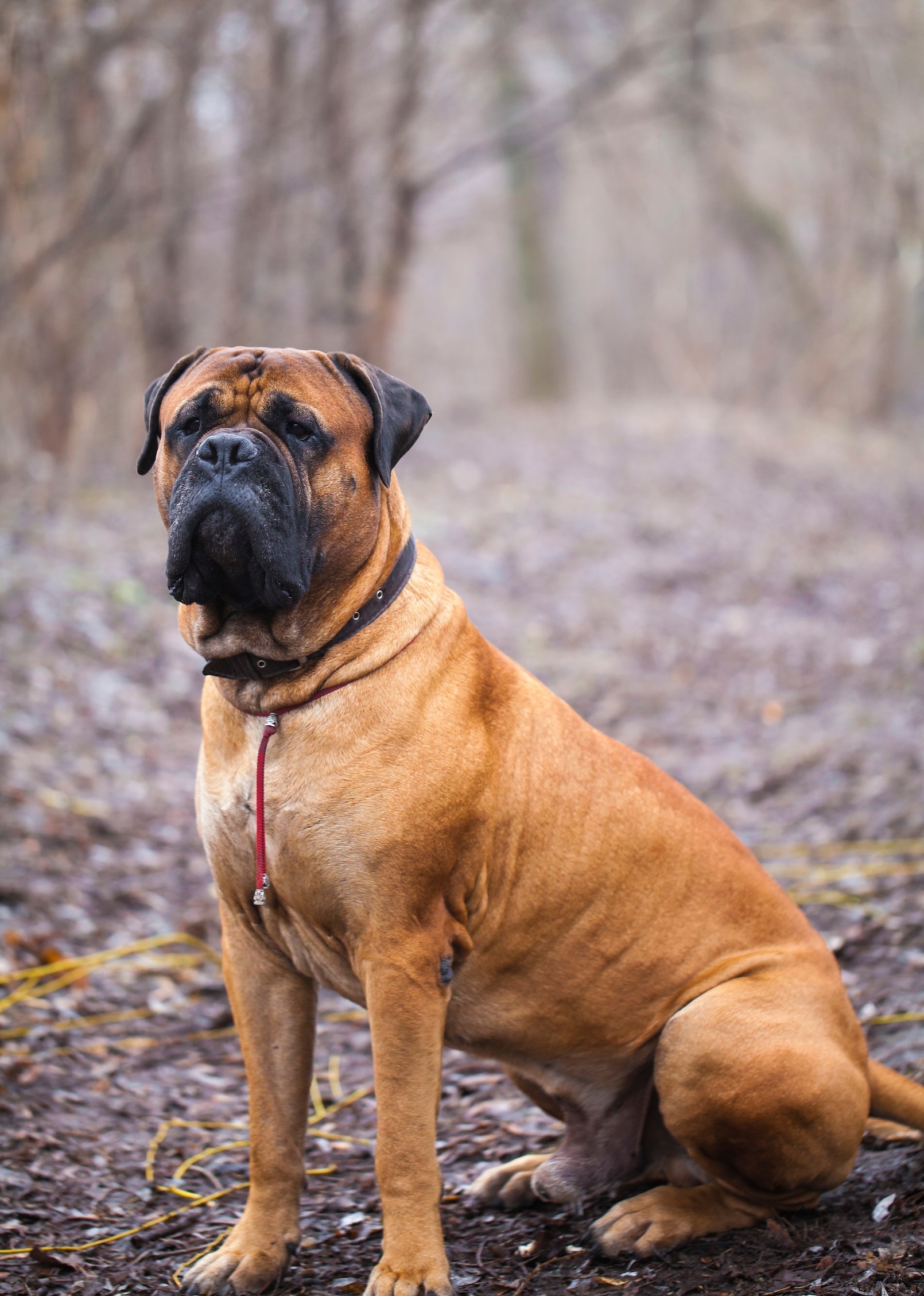 A Mastiff wearing a collar sitting outside
