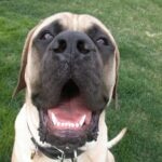 Cane Corso vs. English Mastiff
