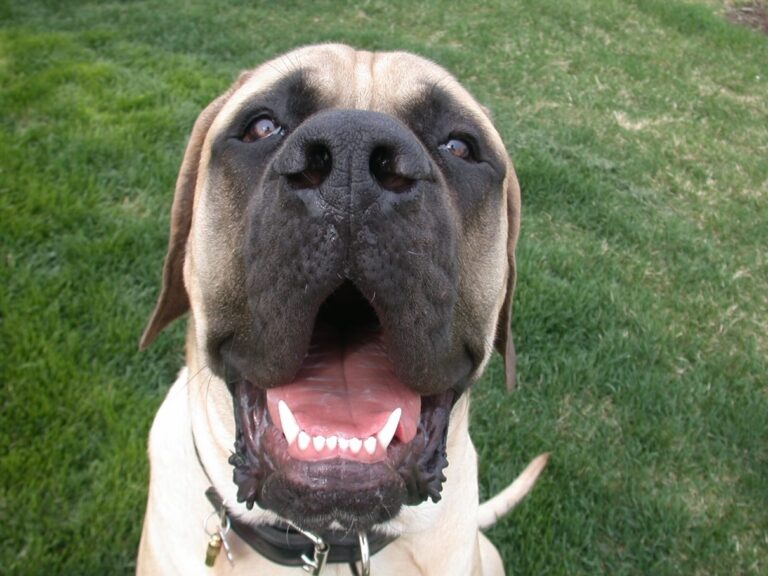 A mastiff smiling in the grass