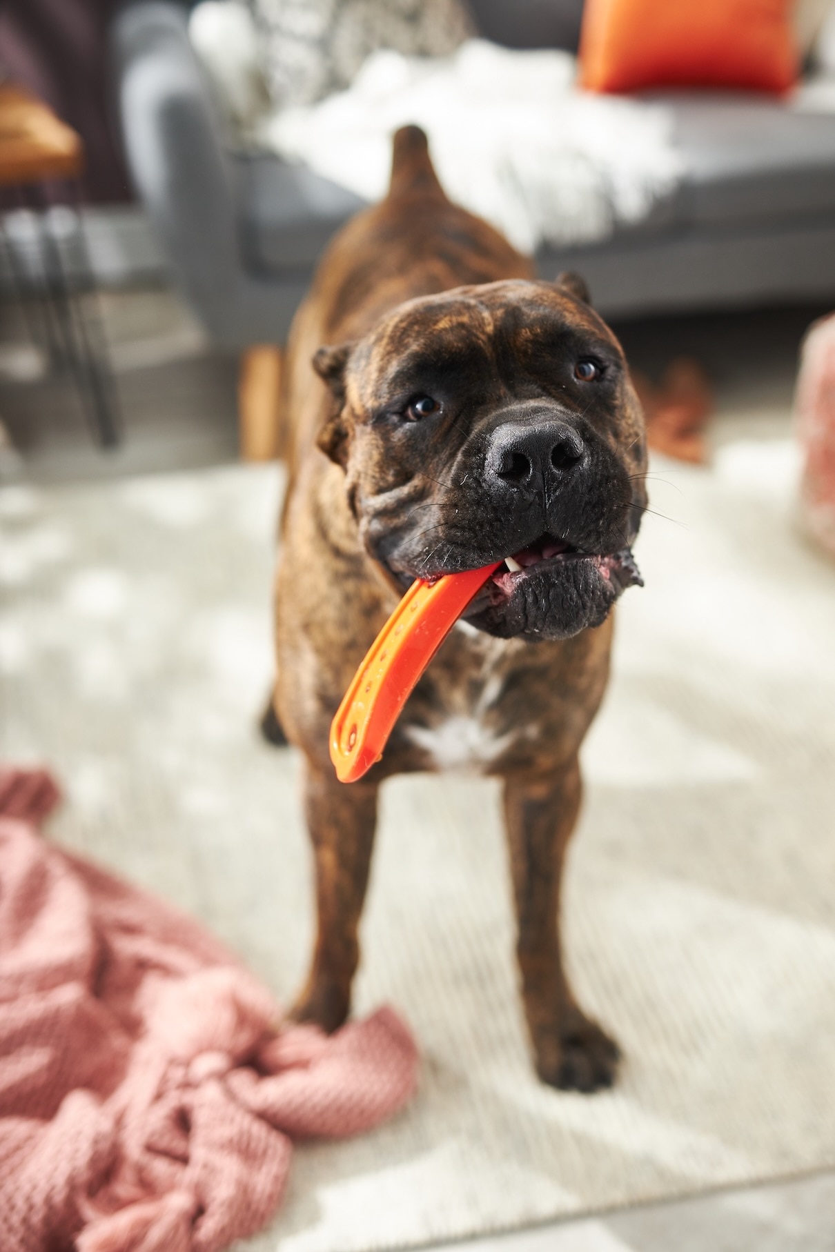 A Cane Corso dog playing with a toy
