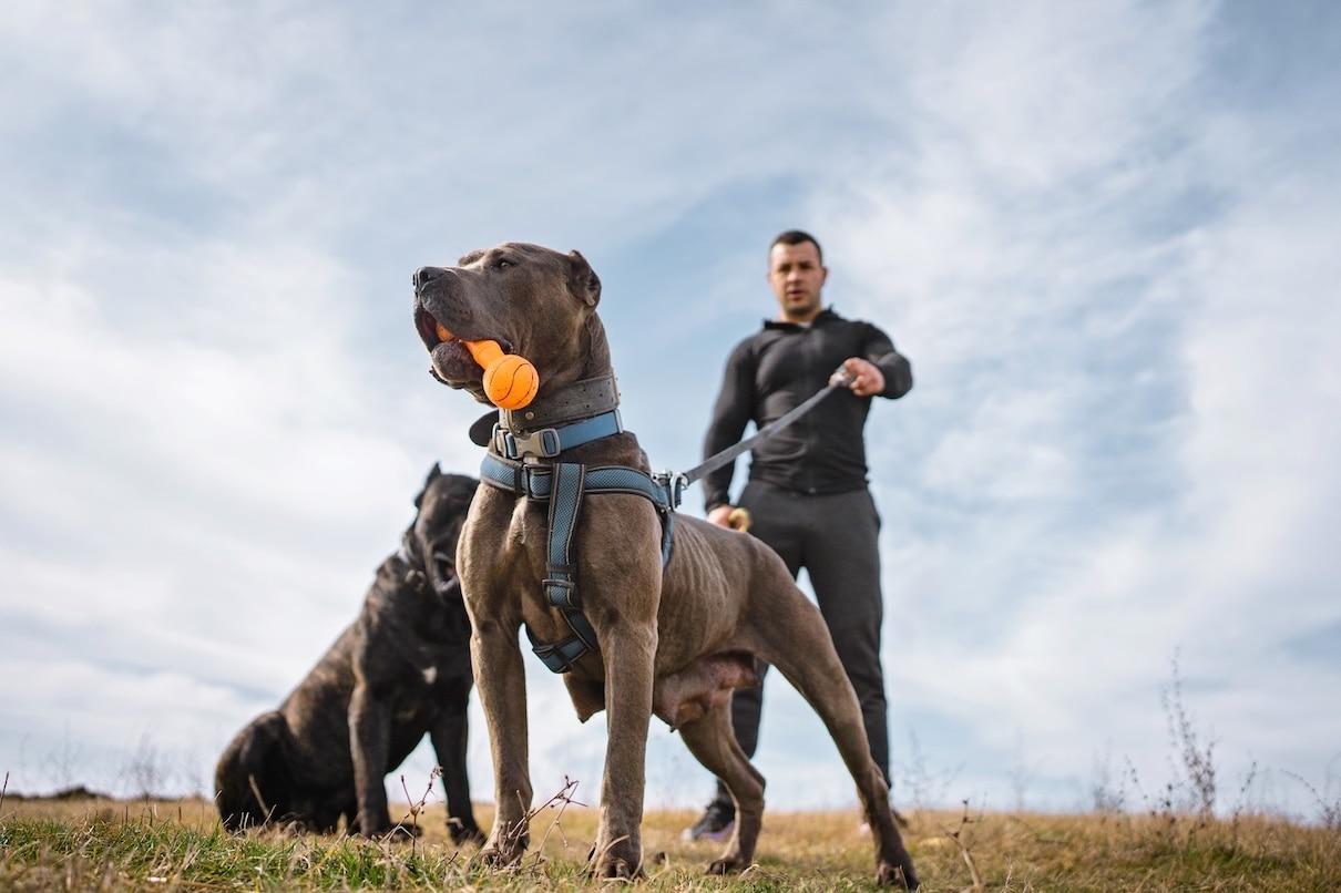 Two Cani Corsi outdoors playing with a human