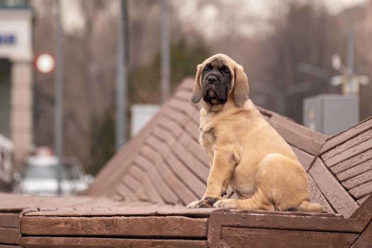A Mastiff relaxing on a bench