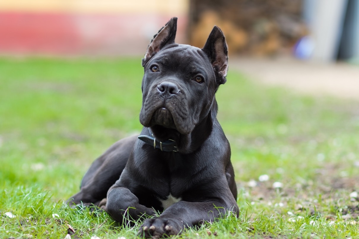 A Cane Corso dog lying in the grass