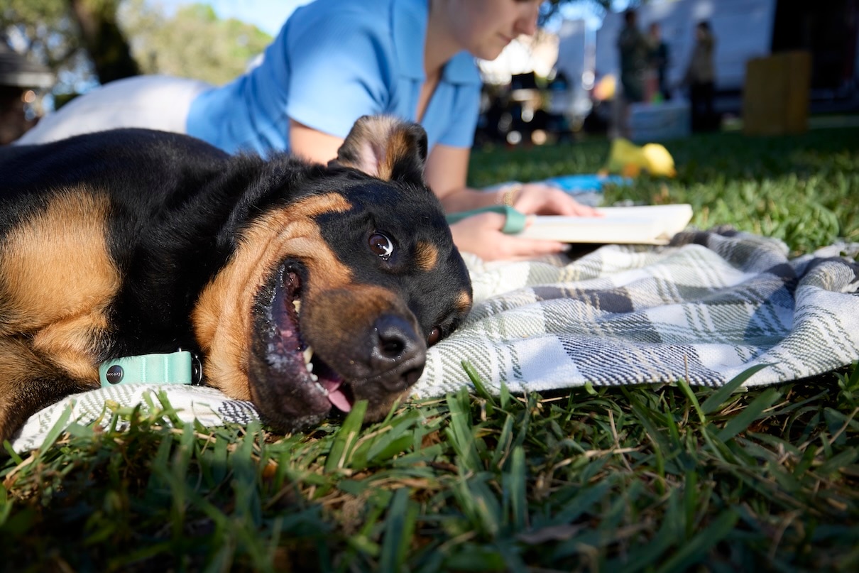 A Rottweiler, one of the most popular dog breeds, lying on a blanket in a park