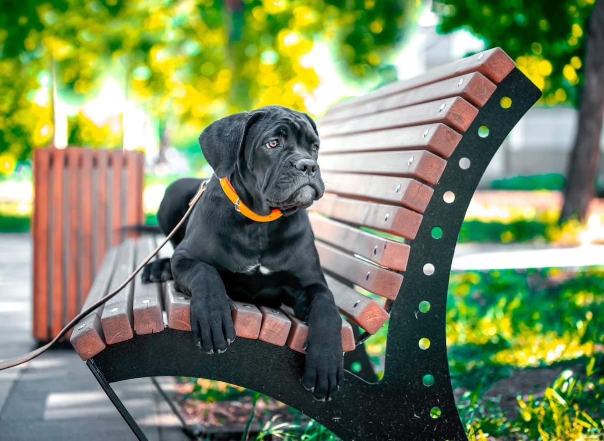 A black Cane Corso puppy, one of the most popular dog breeds, lying on a park bench