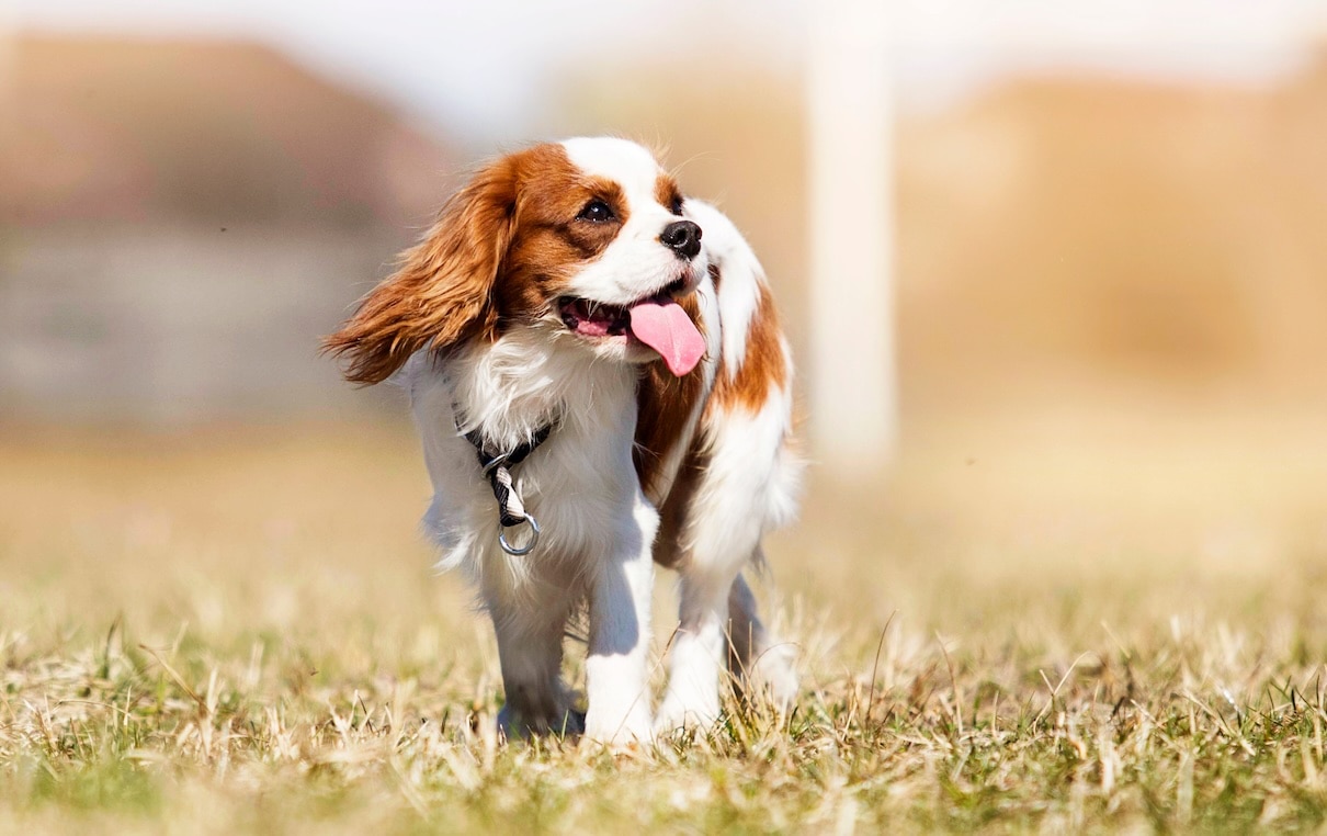 A Cavalier King Charles Spaniel, one of the most popular dog breeds, standing in a field