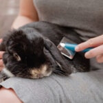 How To Manage Rabbit Molting: Tips and How To Help Your Pet