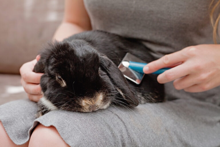rabbit molting; a pet parent grooms their rabbit.