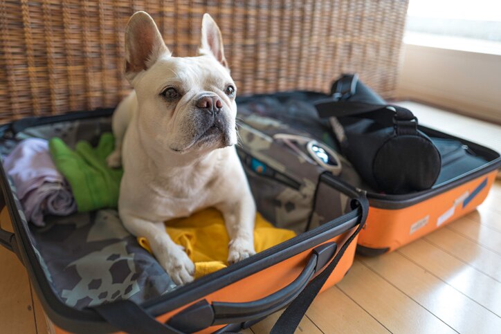 An alert Frenchie lies in his parent’s open orange suitcase that’s half-packed.