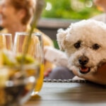 Can Dogs Eat Dates?