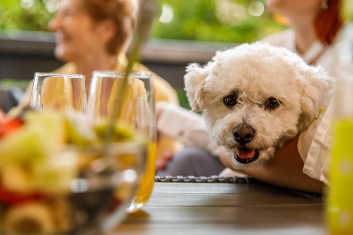 A Bichon Frise stares at the camera over a dinner table while at a party with his pet parent.