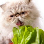 Can Cats Eat Lettuce?
