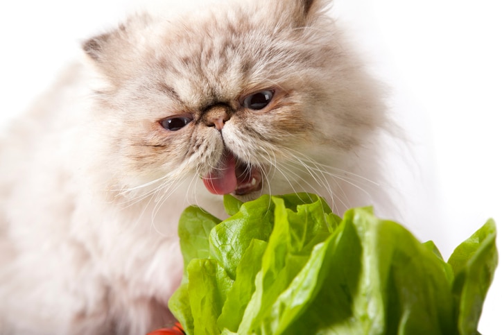 A Persian cat checks out some Romaine lettuce.
