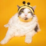 Can Cats Have Honey?