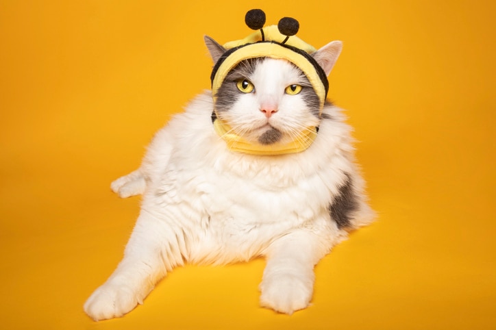 A large gray and white cat wearing a bumblebee costume on his head looks at the camera with a golden backdrop.