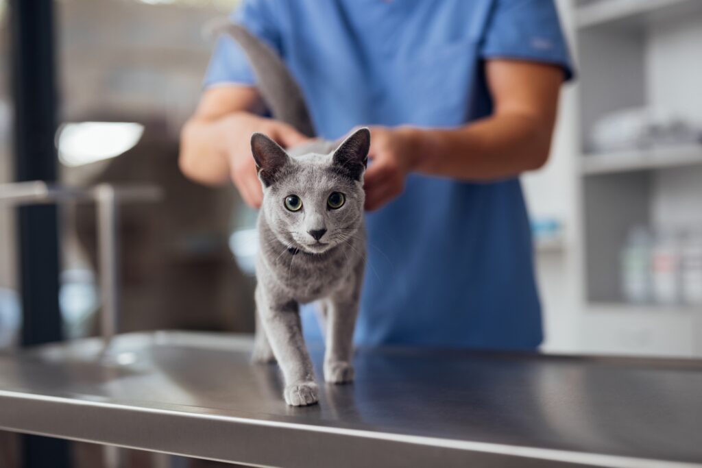 A gray cat standing on a veterinary exam table. Learn about hidden health issues in cats.