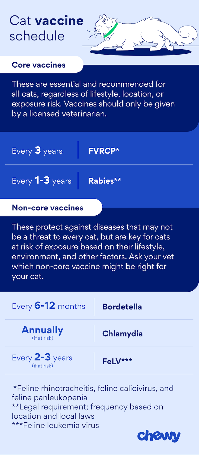 cat vaccinations: cat vaccine schedule