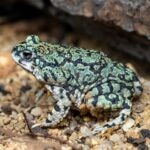 Pet Toad Care Sheet