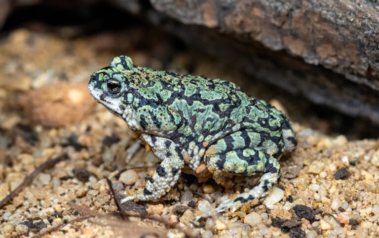 green toad in habitat