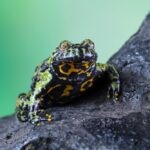 Fire-Bellied Toad Care Sheet