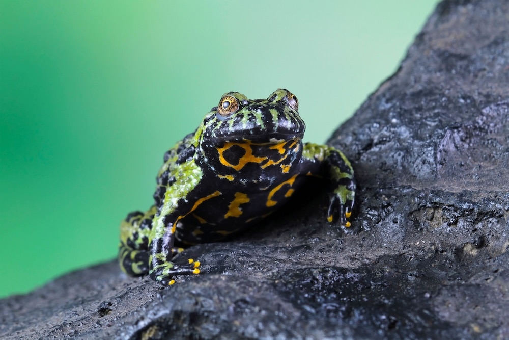 close up of fire-bellied toad