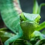 Anole Care Sheet