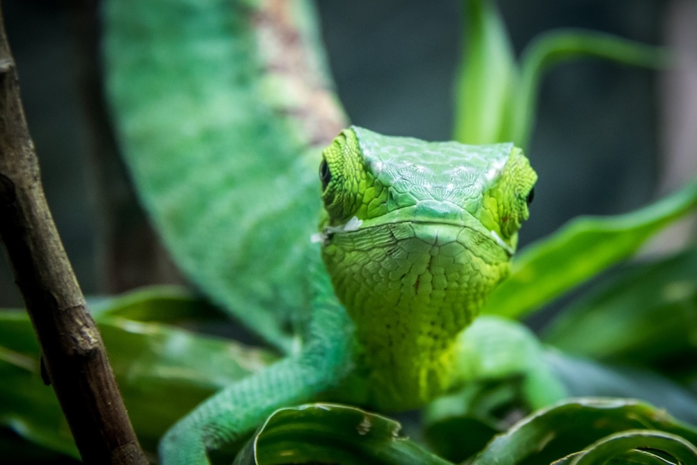close up of green anole