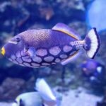 Triggerfish Care Sheet