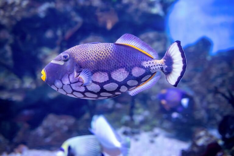 pet triggerfish swimming in tank
