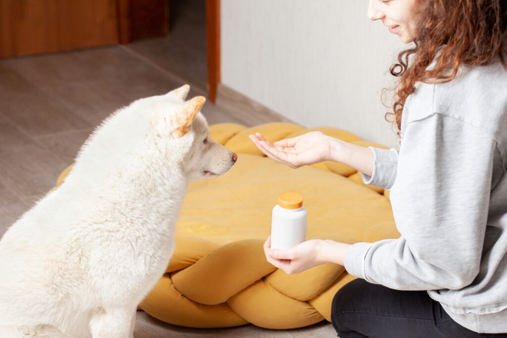 medication poisoning in dogs; a pet parent holds a pill in front of their dog.