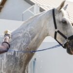 How To Bathe a Horse Properly