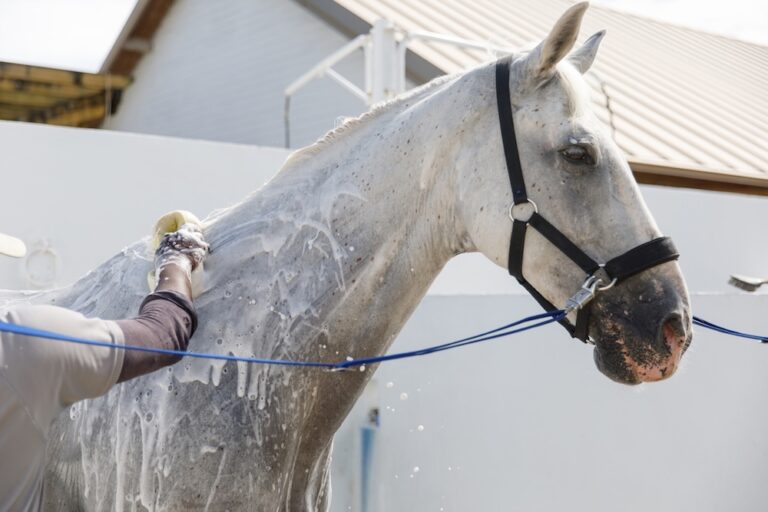grey horse getting a bath in the sunshine