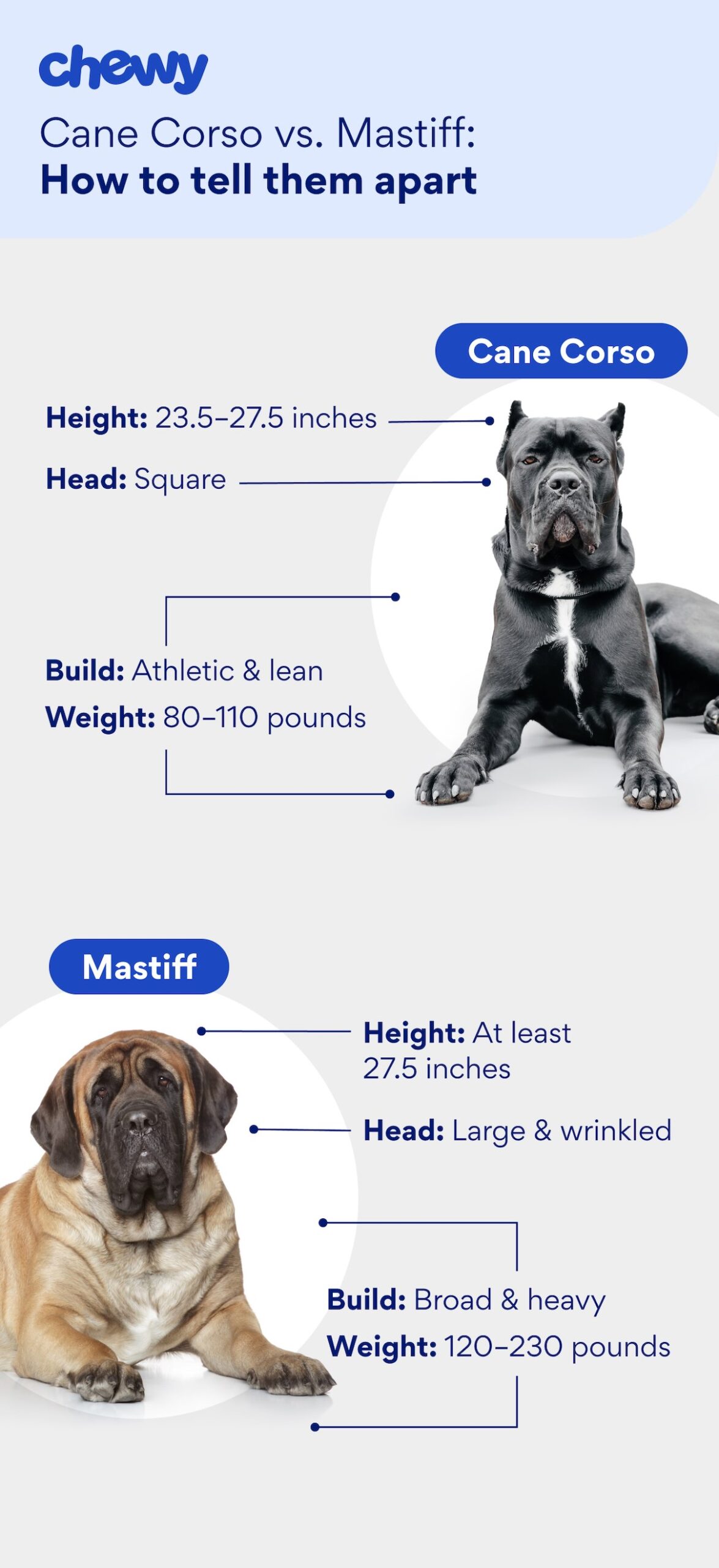 Graphic showing what a Cane Corso and a Mastiff look like